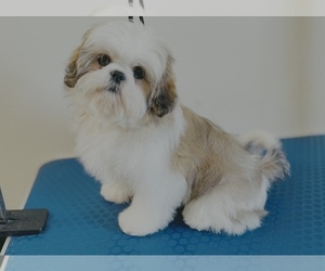 Shih Tzu Puppy for Sale in ORLANDO, Florida USA