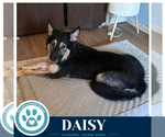 Small Photo #2 German Shepherd Dog-Unknown Mix Puppy For Sale in Kimberton, PA, USA