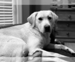 Small Photo #13 Labrador Retriever Puppy For Sale in BURNS, TN, USA