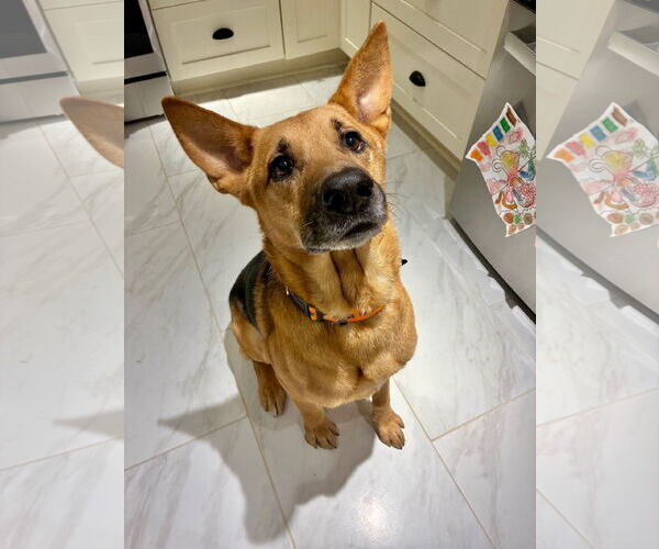 Medium Photo #1 German Shepherd Dog Puppy For Sale in La Grange , NC, USA