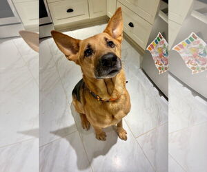 German Shepherd Dog Dogs for adoption in La Grange , NC, USA