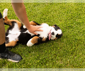 Bernese Mountain Dog Puppy for Sale in WOLCOTTVILLE, Indiana USA
