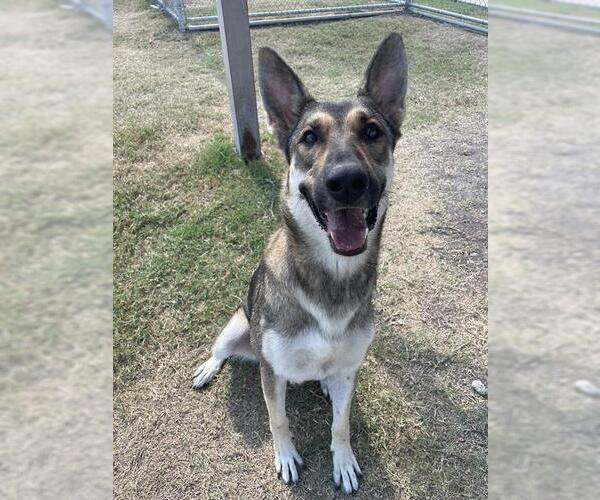 Medium Photo #2 German Shepherd Dog Puppy For Sale in Corpus Christi, TX, USA