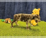 Small #3 Catahoula Leopard Dog