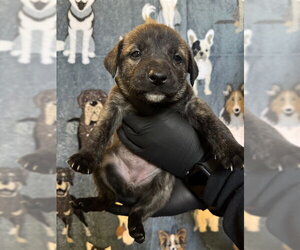 German Shepherd Dog Dogs for adoption in Riverside, CA, USA
