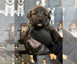 Small German Shepherd Dog