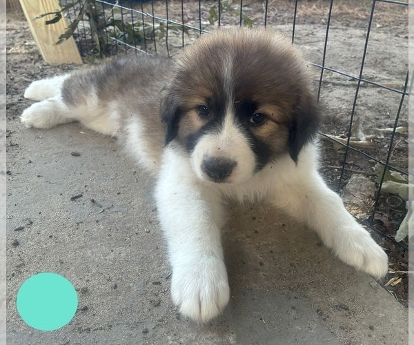 Medium Photo #17 Australian Shepherd-Great Pyrenees Mix Puppy For Sale in LUCAMA, NC, USA