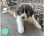 Small Photo #17 Australian Shepherd-Great Pyrenees Mix Puppy For Sale in LUCAMA, NC, USA