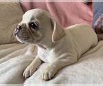 Small Photo #4 French Bulldog Puppy For Sale in JOHNS ISLAND, SC, USA