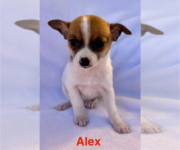 Medium Photo #3 Chihuahua Puppy For Sale in FAIR HAVEN, MI, USA