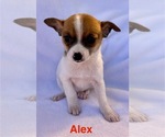 Small Photo #3 Chihuahua Puppy For Sale in FAIR HAVEN, MI, USA