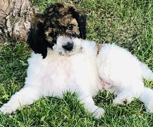 Poodle (Standard) Puppy for sale in EATON, CO, USA