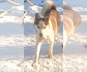 Siberian Husky Puppy for sale in OWENSBORO, KY, USA