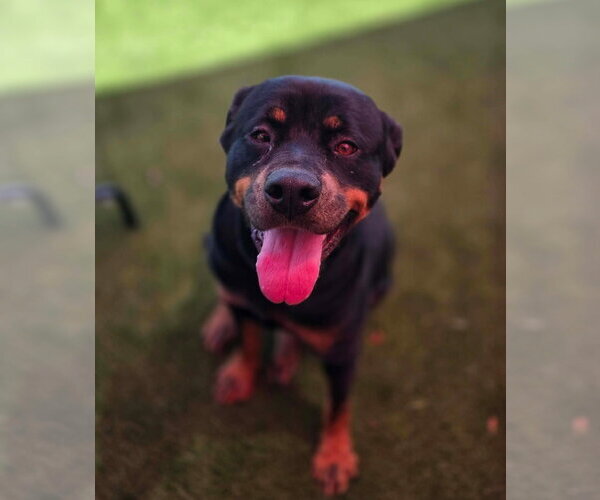 Medium Photo #6 Rottweiler Puppy For Sale in McKinney, TX, USA