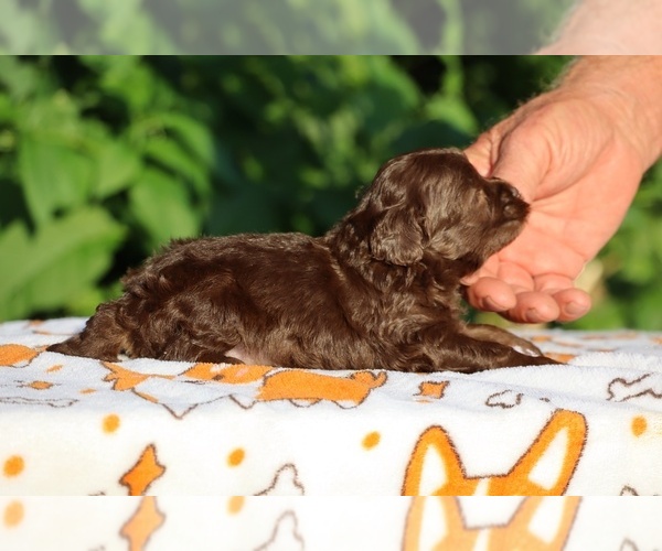 Medium Photo #6 ShihPoo Puppy For Sale in DYERSBURG, TN, USA