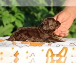 Small #5 ShihPoo