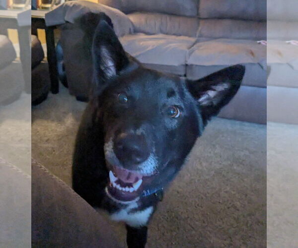 Medium Photo #10 Border Collie-Unknown Mix Puppy For Sale in Lewistown, PA, USA