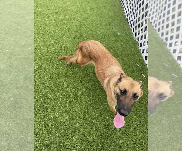 Medium Photo #3 Mutt Puppy For Sale in Imlay City, MI, USA