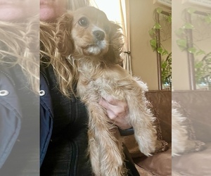 Cavalier King Charles Spaniel Puppy for sale in CENTURIA, WI, USA