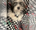 Small #4 Shorkie Tzu