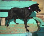 Small #1 Border Collie Mix