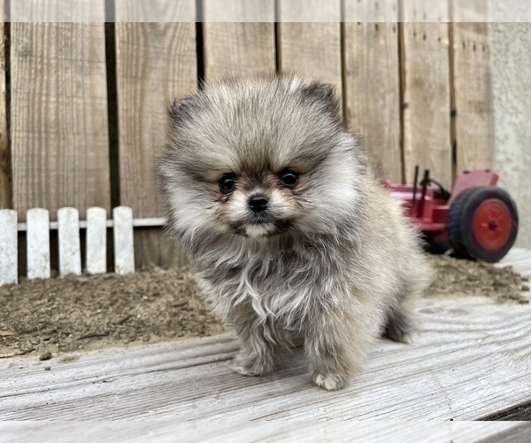 Medium Photo #3 Pomeranian Puppy For Sale in HAYWARD, CA, USA