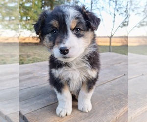 Australian Shepherd Puppy for sale in SAINT JOHNS, MI, USA