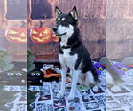 Small #15 Huskies  Mix
