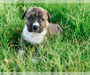 Boxer-Unknown Mix Dogs for adoption in OKLAHOMA CITY, OK, USA