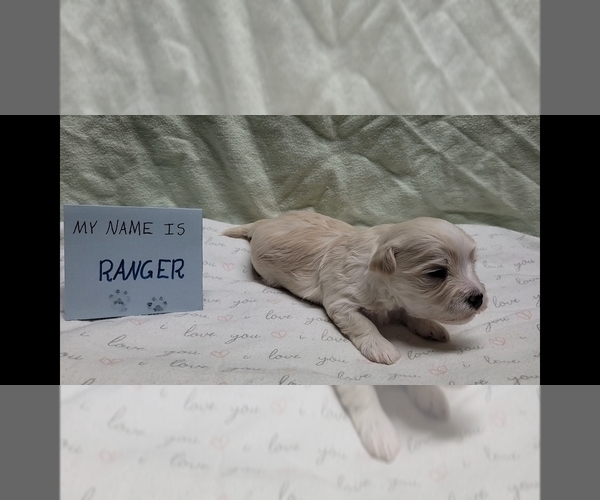 Medium Photo #18 Maltipoo (Miniature) Puppy For Sale in BROOKFIELD, MO, USA