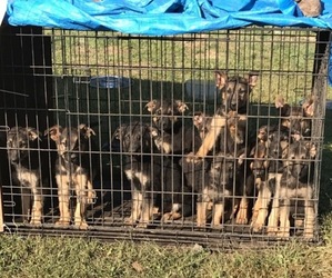German Shepherd Dog Puppy for sale in WILMINGTON, IL, USA
