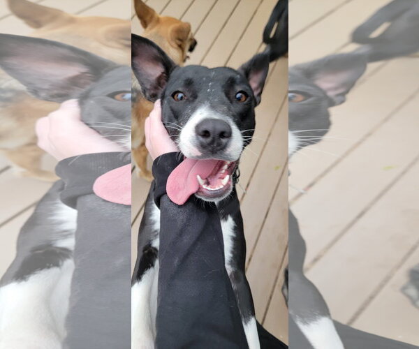 Medium Photo #1 Mutt Puppy For Sale in Sandy, UT, USA