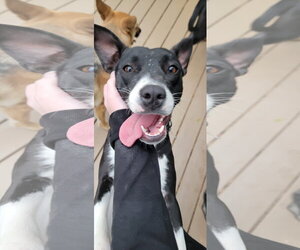 Mutt Dogs for adoption in Sandy, UT, USA