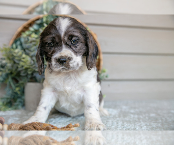 Medium Photo #18 Cocker Spaniel Puppy For Sale in SEAMAN, OH, USA