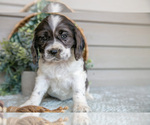 Small #1 Cocker Spaniel