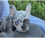 Puppy Katie Lou French Bulldog