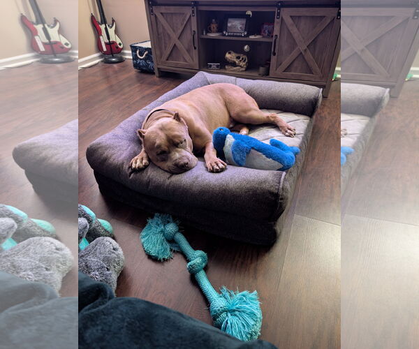 Medium Photo #5 American Pit Bull Terrier Puppy For Sale in Virginia Beach, VA, USA