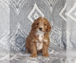 Puppy 0 Goldendoodle (Miniature)