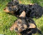 Small Photo #5 Yorkshire Terrier Puppy For Sale in MANTECA, CA, USA