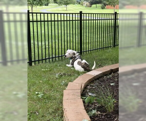Medium Photo #5 Mutt Puppy For Sale in Plainfield, IL, USA