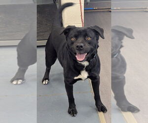 Mutt Dogs for adoption in Evansville, IN, USA