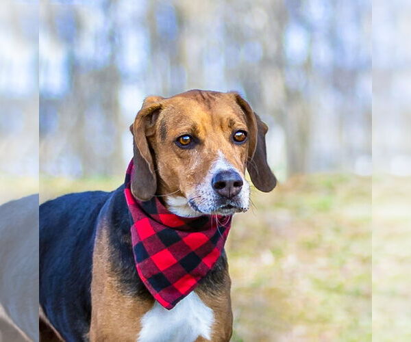 Medium Photo #2 Mutt Puppy For Sale in Unionville, PA, USA