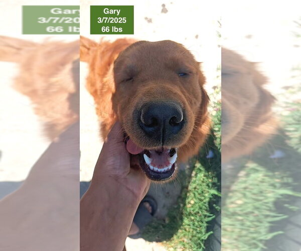 Medium Photo #4 Golden Retriever Puppy For Sale in West Hollywood, CA, USA