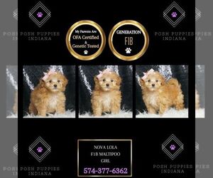 Maltipoo Puppy for sale in WARSAW, IN, USA