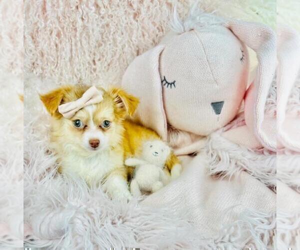 Medium Photo #16 Chihuahua Puppy For Sale in LANCASTER, PA, USA