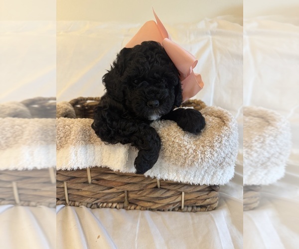 Medium Photo #66 Miniature Bernedoodle Puppy For Sale in AUBURNDALE, FL, USA