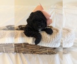 Small Photo #66 Miniature Bernedoodle Puppy For Sale in AUBURNDALE, FL, USA
