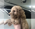 Small Photo #3 Goldendoodle-Poodle (Standard) Mix Puppy For Sale in DOTHAN, AL, USA