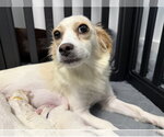 Small #1 Chihuahua Mix