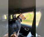 Small Photo #31 German Shepherd Dog-Unknown Mix Puppy For Sale in Lake Forest, CA, USA